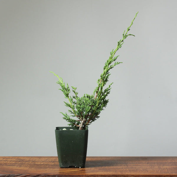 Kishu Juniper Grafting Stock - Bonsaify