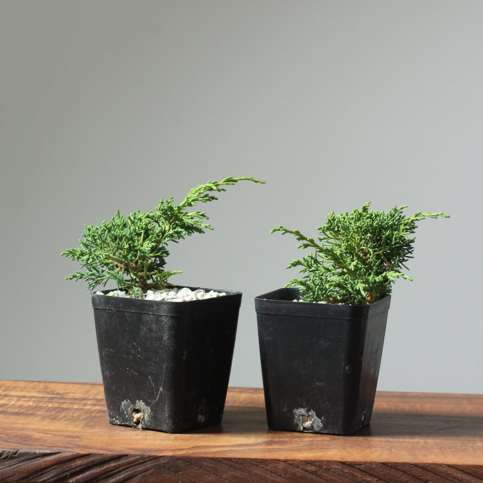 Kishu Juniper Two Year Old Pre-Wired Bonsai Starters - Bonsaify