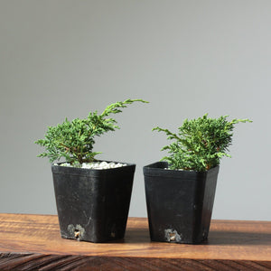 Kishu Juniper Two Year Old Pre-Wired Bonsai Starters - Bonsaify