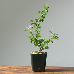 Lavender Star Flower Bonsai Starters - Bonsaify