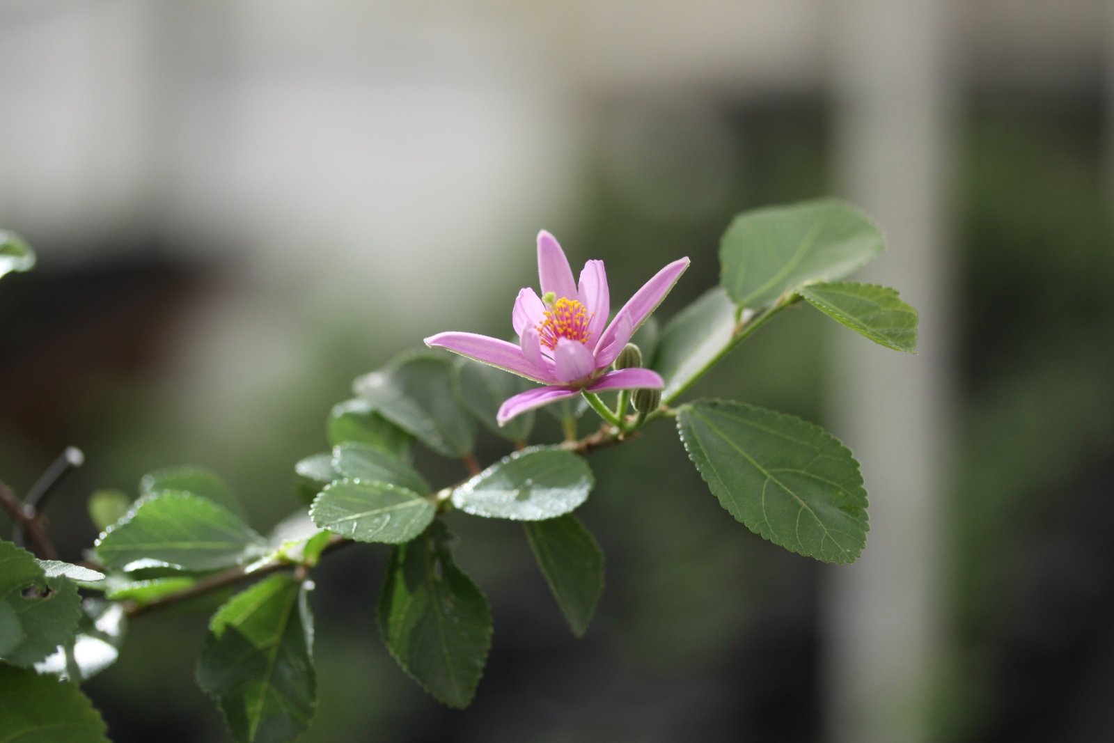 lavender star flower bonsai Bonsaify