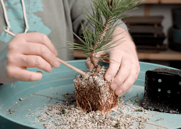 Mastering Shohin Japanese Black Pine Bonsai: Root work on a two year old seedling tree.