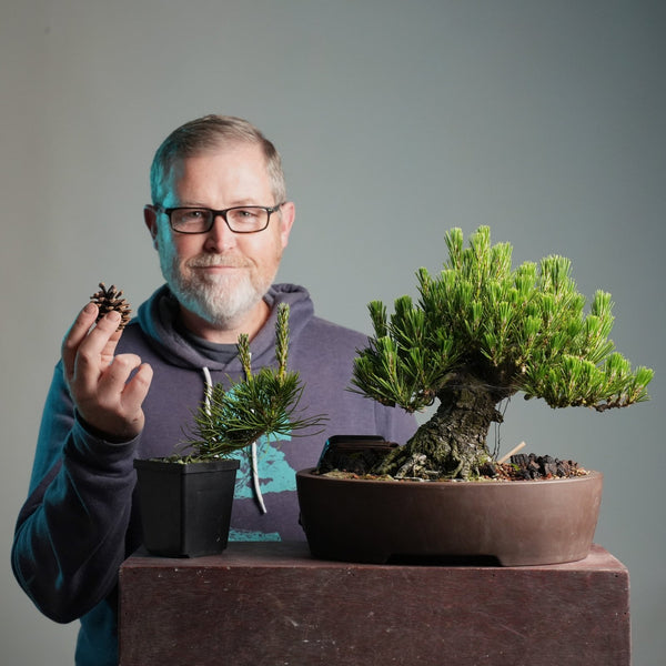 Mastering Shohin Japanese Black Pine Bonsai: Hero Image - Eric holds a JBP cone next to a mature tree he grew from seed.