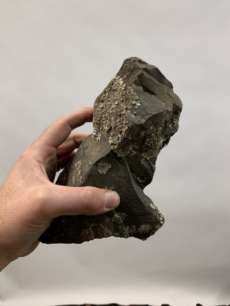 Root-Over-Rock Japanese Black Pine Kit - Bonsaify