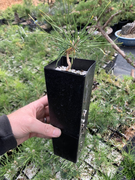 Root-Over-Rock Japanese Black Pine Kit - Bonsaify