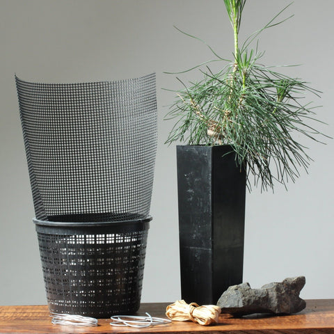 Root-Over-Rock Japanese Black Pine Kit - Bonsaify