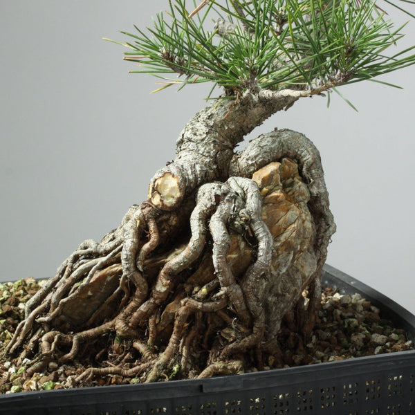 Root-Over-Rock Japanese Black Pine Kit - Bonsaify