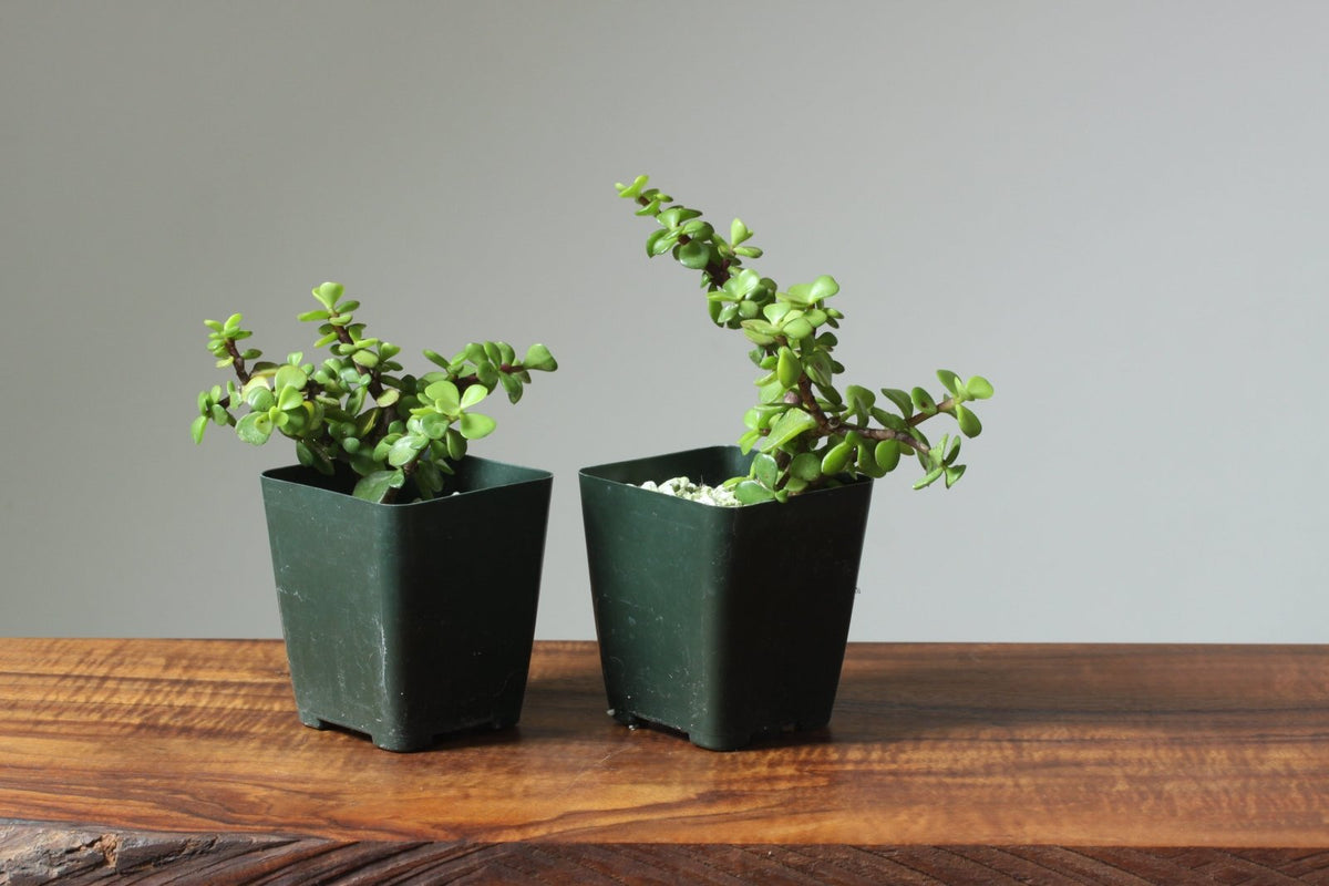 Bonsaify RoughBark Dwarf Jade Bonsai Starters