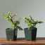 Rough-Bark Dwarf Jade Bonsai Starters - Bonsaify