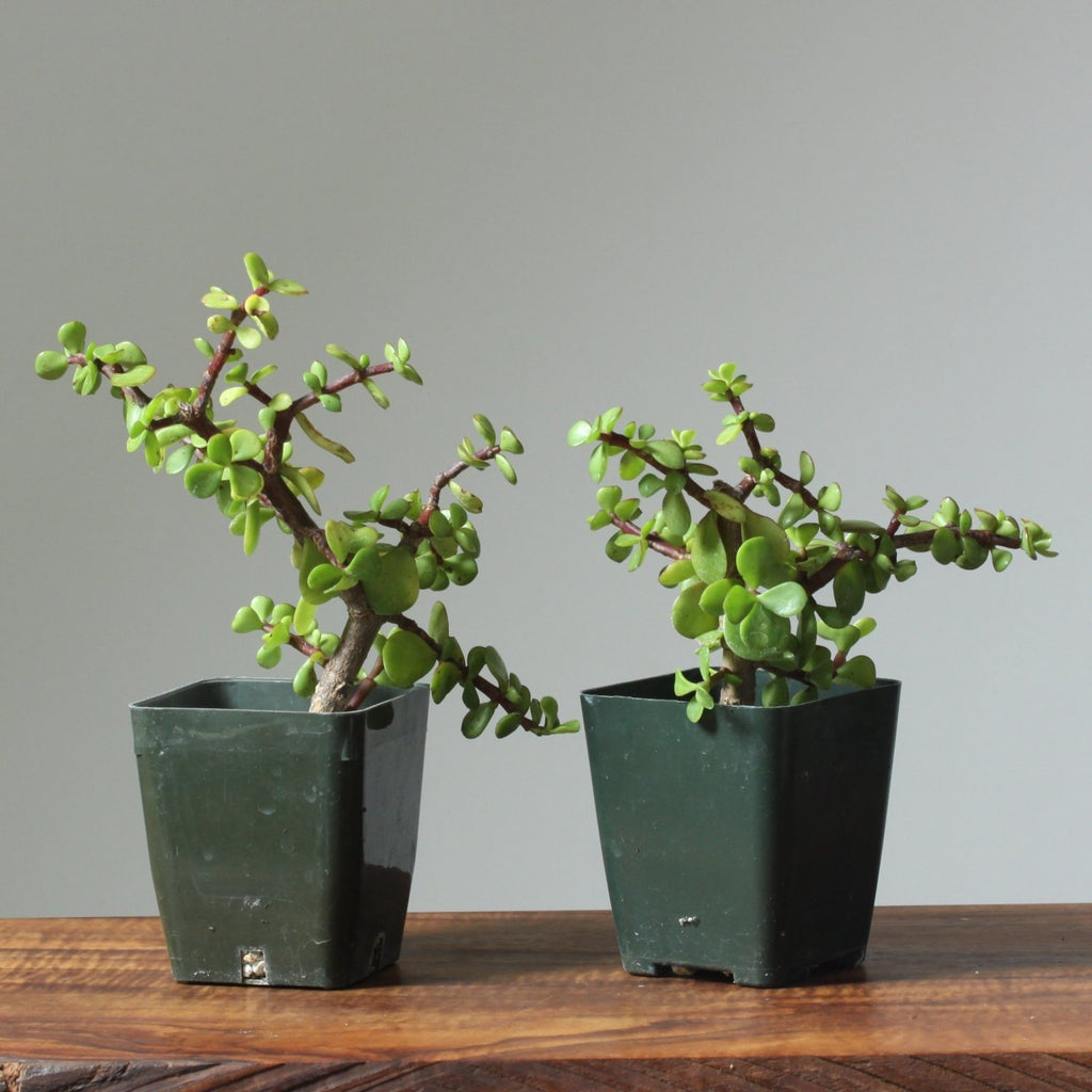 Rough-Bark Dwarf Jade Bonsai Starters - Bonsaify