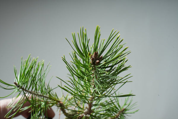 Scots Pine Potted Bonsai Starters - Bonsaify
