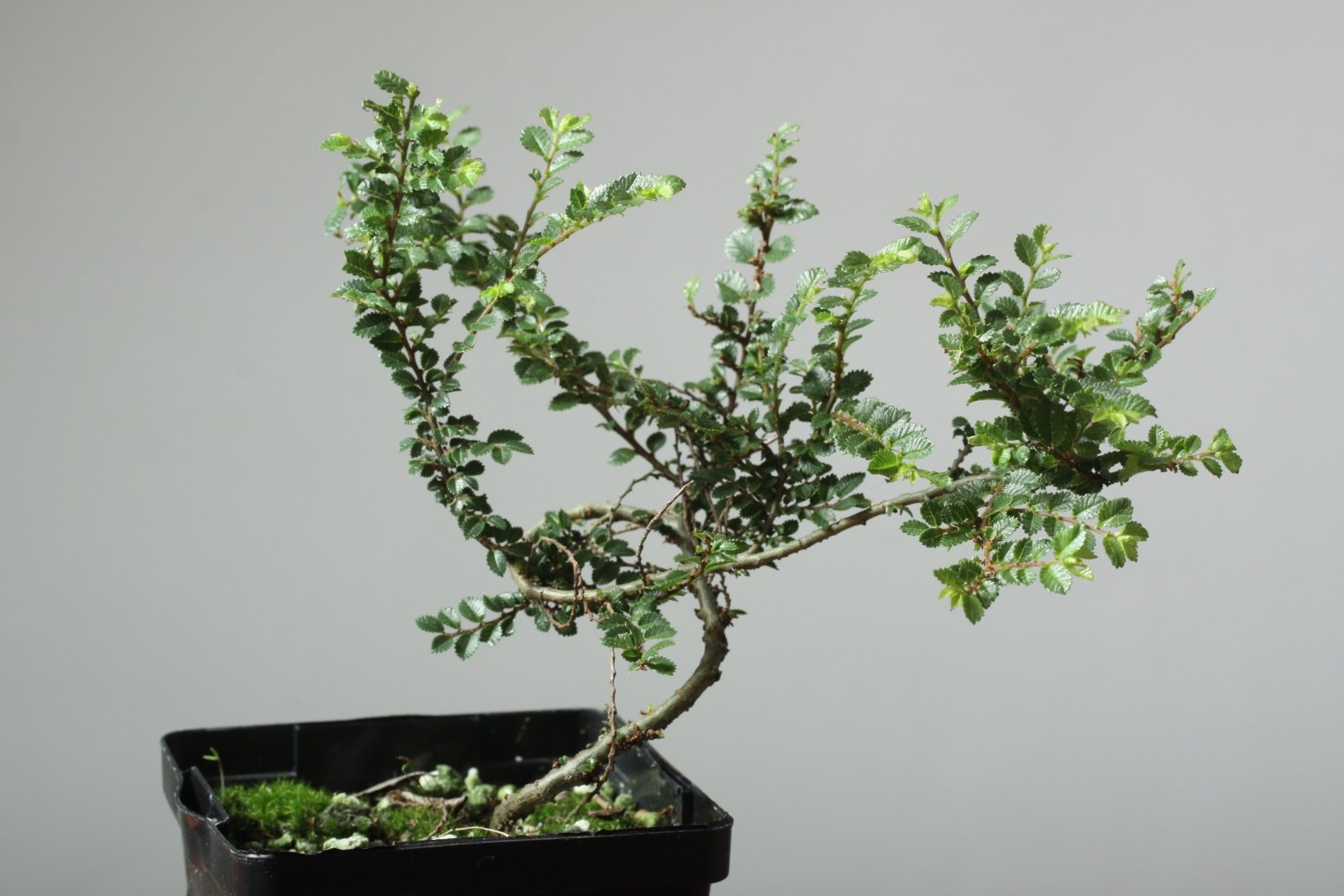 elemental bonsai tree Bonsaify