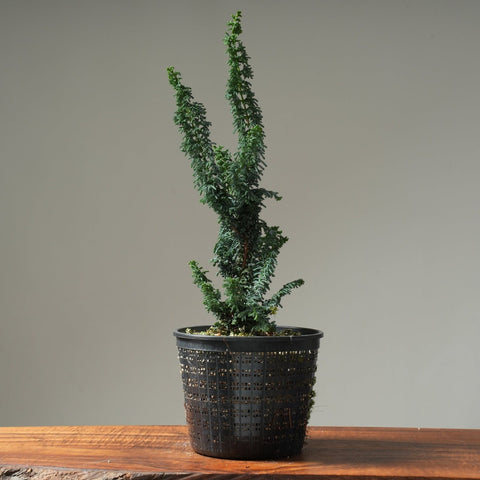 Sekka Hinoki Cypress Gallon Starter - Bonsaify