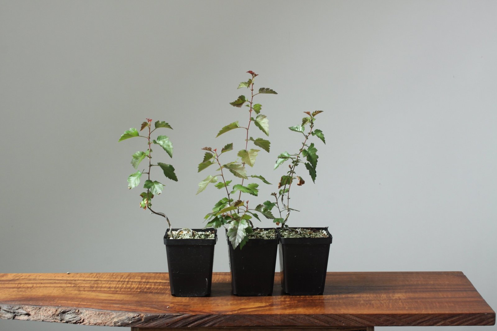 bonsai tree sapling Bonsaify