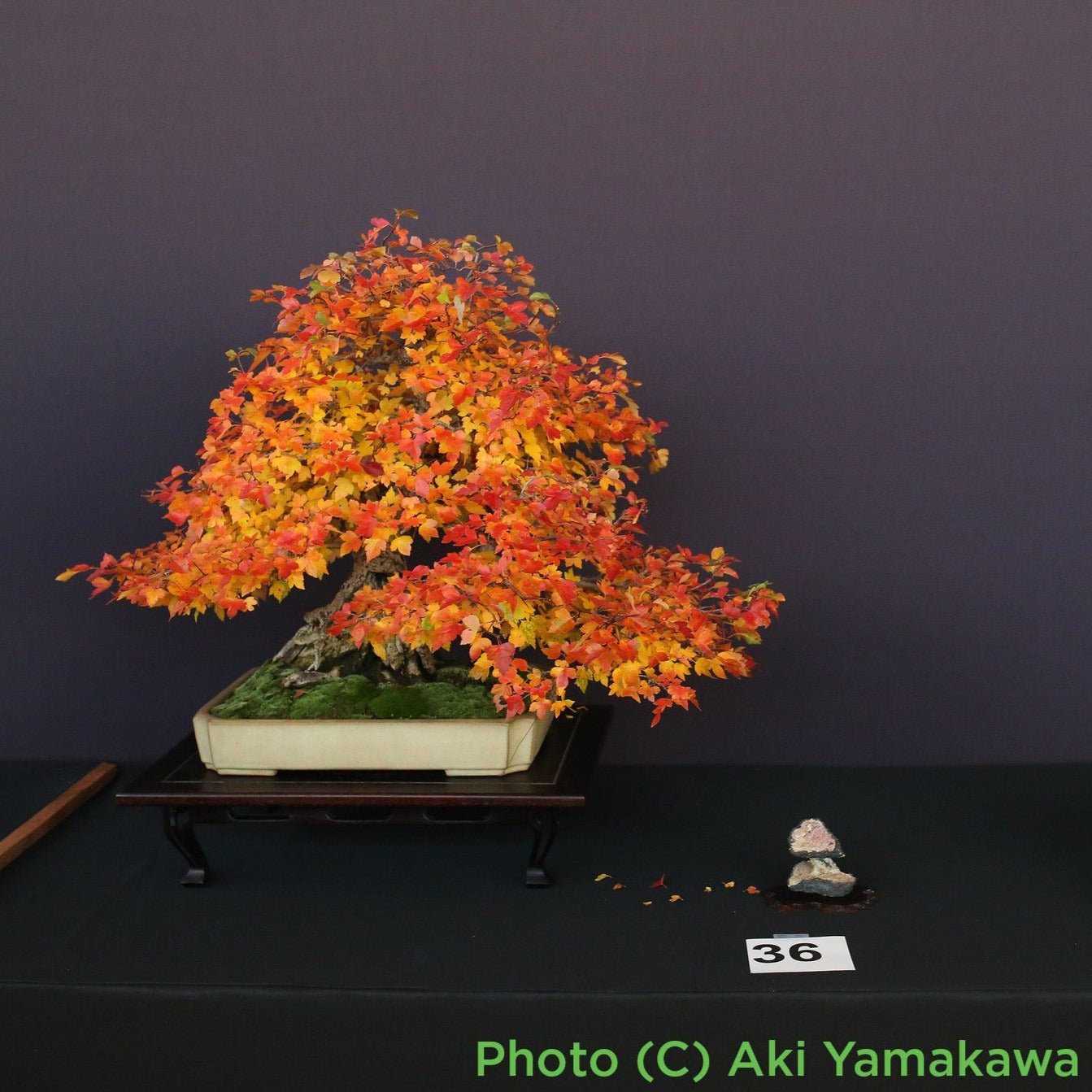 hawthorn bonsai trees for sale Bonsaify