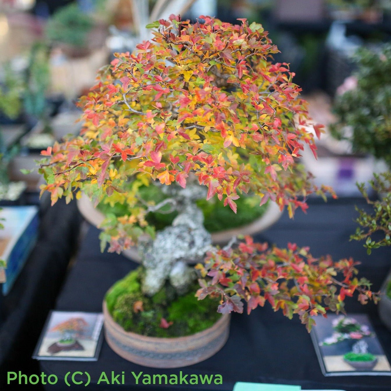 hawthorn bonsai trees for sale Bonsaify