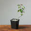 Washington Hawthorn Bonsai Starters - Bonsaify
