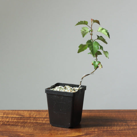 Washington Hawthorn Bonsai Starters - Bonsaify