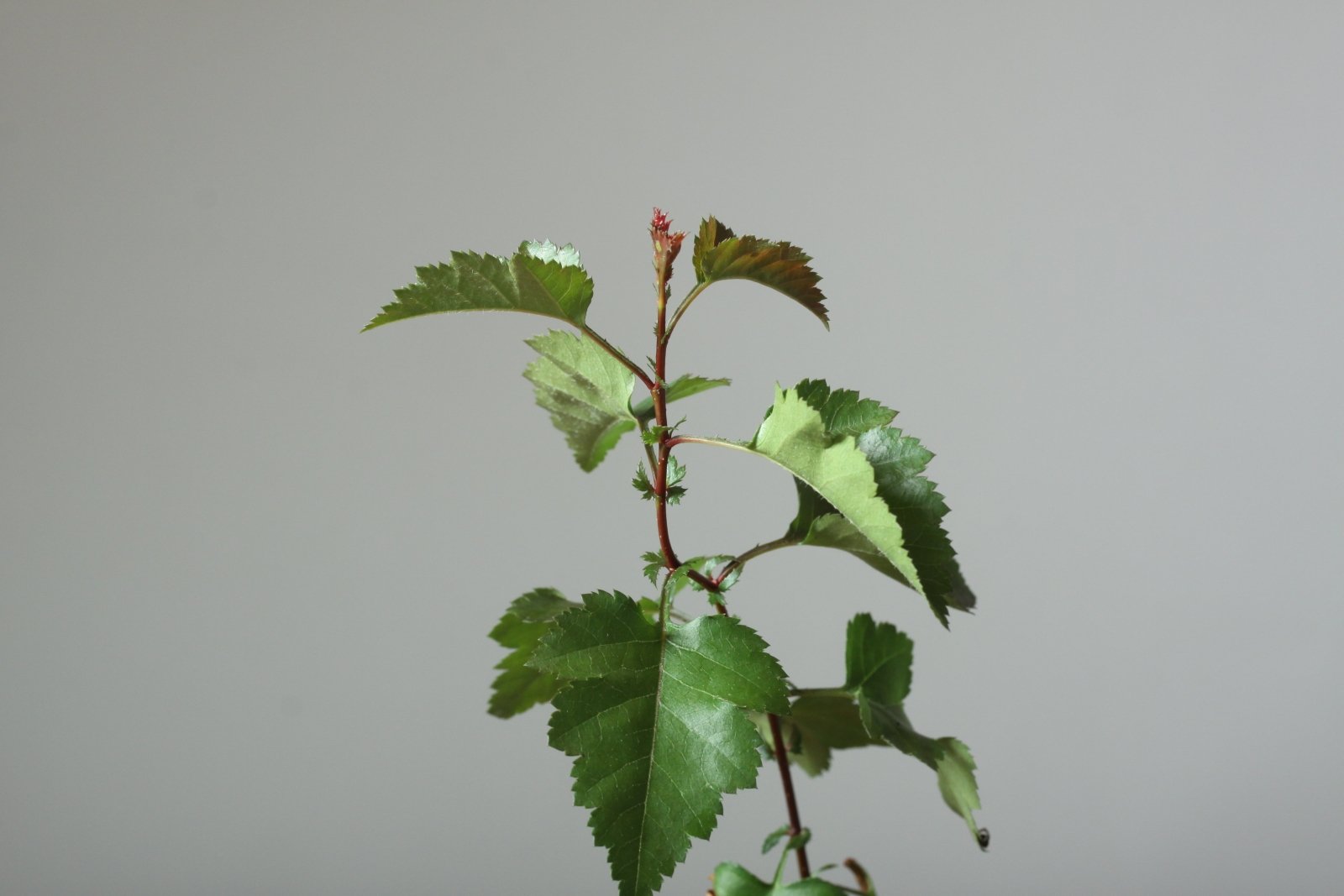 hawthorn bonsai trees for sale Bonsaify