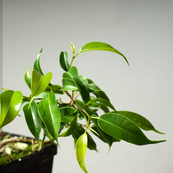 Weeping Fig Bonsai Starters - Bonsaify