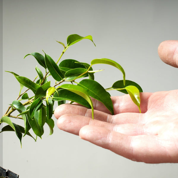 Weeping Fig Bonsai Starters - Bonsaify