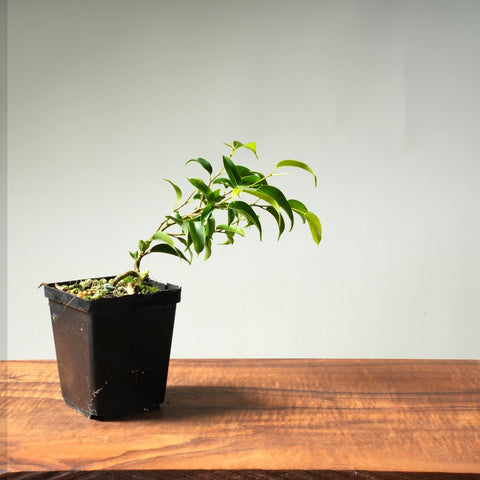 Weeping Fig Bonsai Starters - Bonsaify