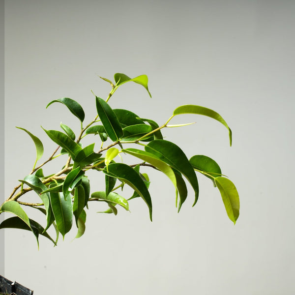 Weeping Fig Bonsai Starters - Bonsaify