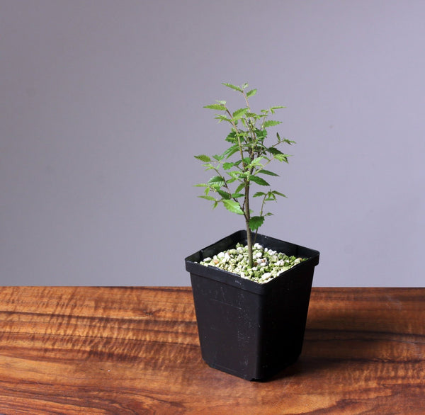 Zelkova Serrata Potted Starters - Bonsaify