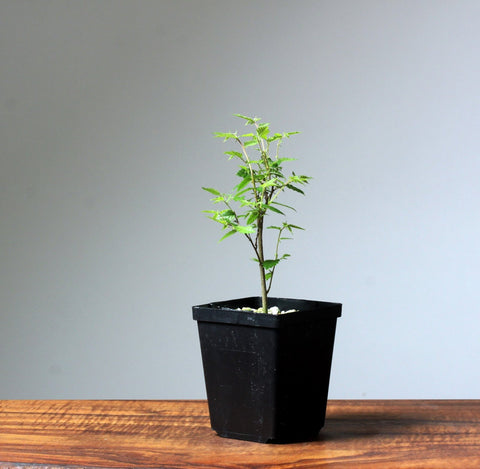Zelkova Serrata Potted Starters - Bonsaify