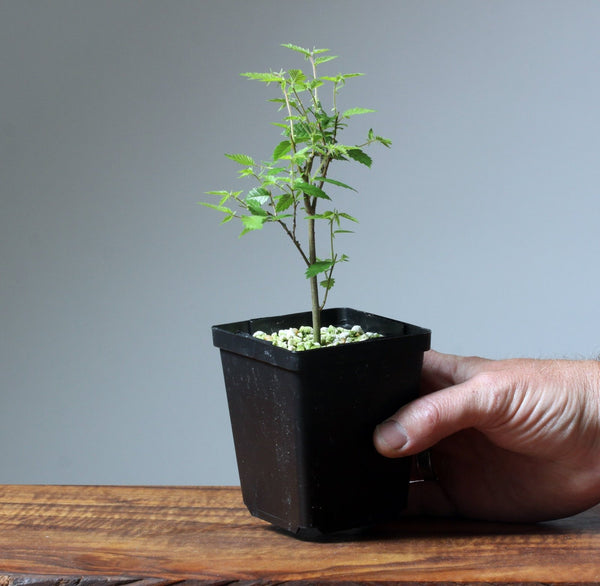 Zelkova Serrata Potted Starters - Bonsaify